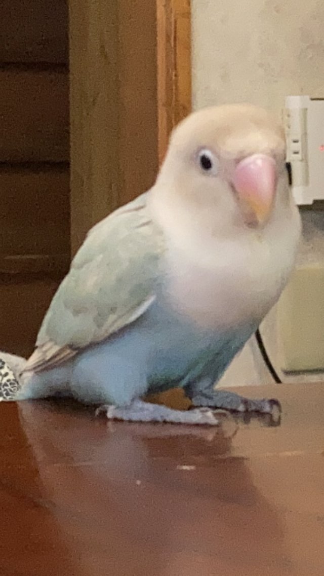 svLLeKMkThnZtwl's tweet photo. 8/4(水)午前11:00頃に土浦市の自宅にてボタンインコの天青が迷子になりました
・体は淡いブルーで頭は白っぽいグレー
・年齢は約5ヶ月
人にべったり懐いている子です。
「てんちゃん」と「おはよう」を喋ります。
羽が切られているためあまりうまく飛べません。
お心当たりのある方はご連絡下さい https://t.co/OaOgN9EyRx