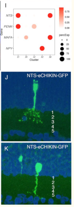 eg. Two different NTS+ amacrine types using eCHIKIN.
ncbi.nlm.nih.gov/pmc/articles/P…