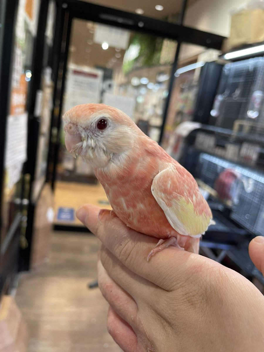 アキクサインコ販売 アキクサインコ販売