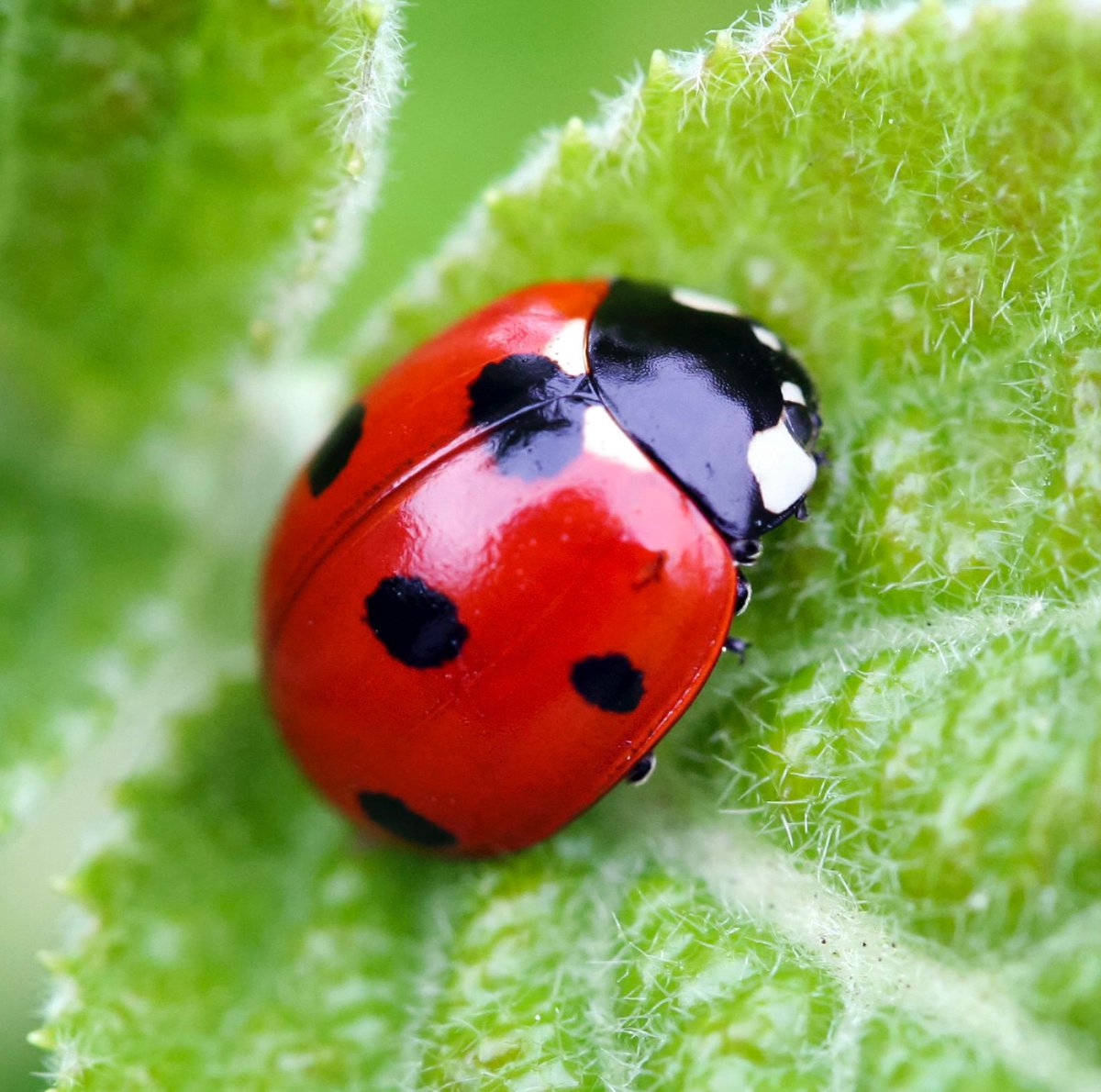 If you look closely, those are actually ladybugs 🐞

The Unfollow Bug is Real