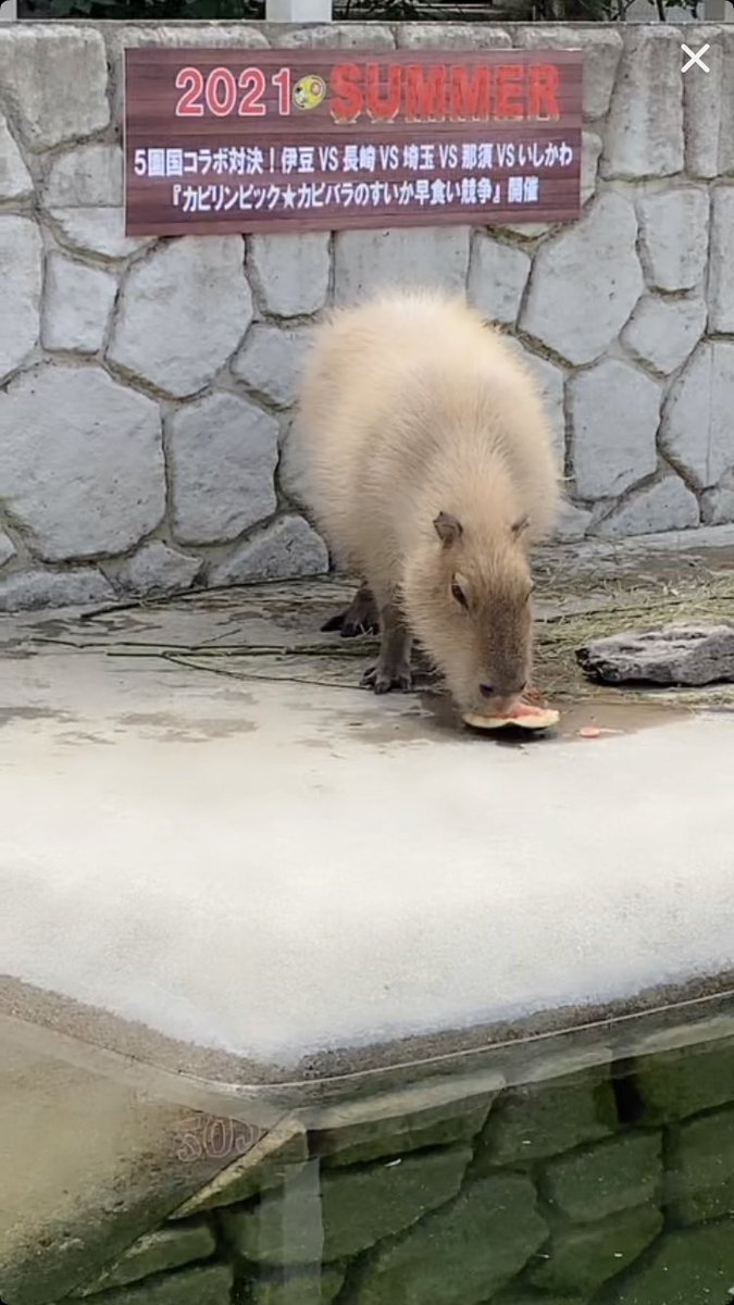こういうニュースしか見たくない カピバラさんのスイカ早食い競争開催 何て過激でエクストリームな競技なんだ Togetter