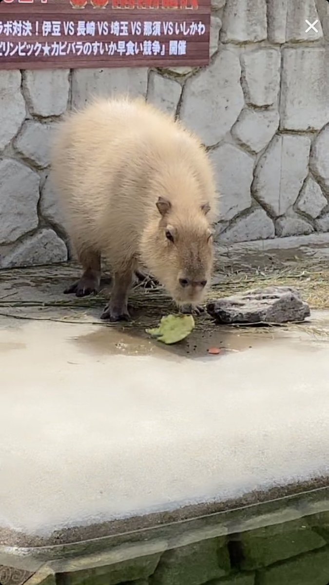 こういうニュースしか見たくない カピバラさんのスイカ早食い競争開催 何て過激でエクストリームな競技なんだ Togetter