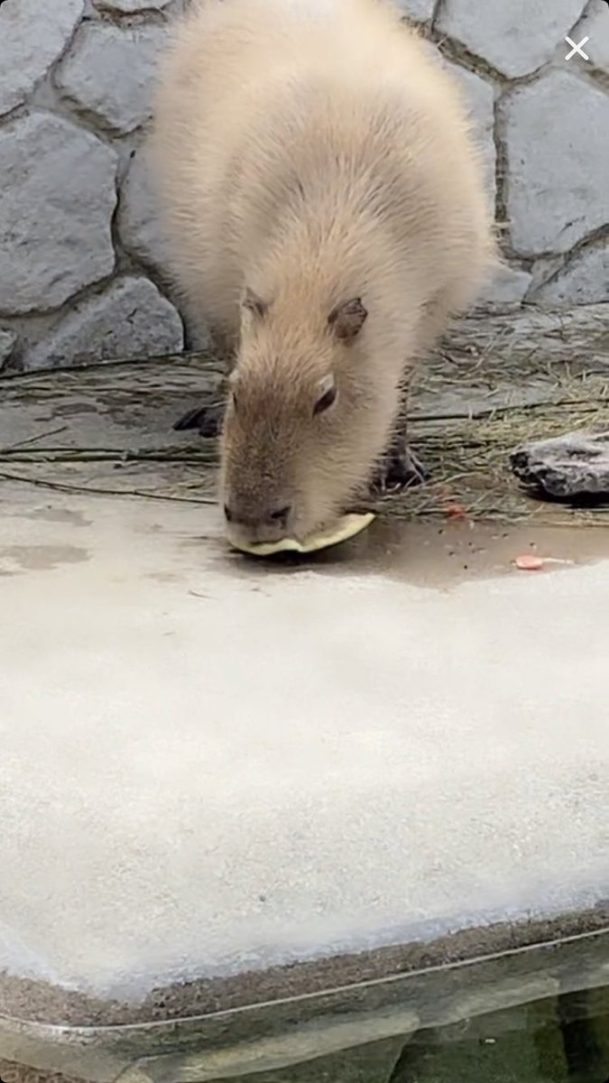 こういうニュースしか見たくない カピバラさんのスイカ早食い競争開催 何て過激でエクストリームな競技なんだ Togetter