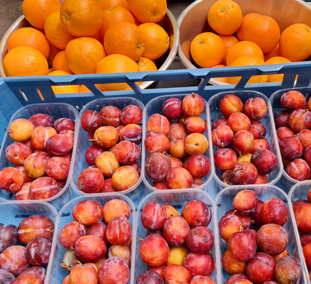 Puurdutch_nl's tweet photo. Vandaag wordt er weer heel wat vers fruit verwerkt tot heerlijke dranken! En natuurlijk komen de pruimen uit Best. #pruimenwijn #pruimenlikeur #Bestplum #PuurDutch #puurdutchonderdedop #Puur #ambachtelijk @GemeenteBest #destilleerderij #destillery #slijterij @brabeau https://t.co/cZovmUaBIv