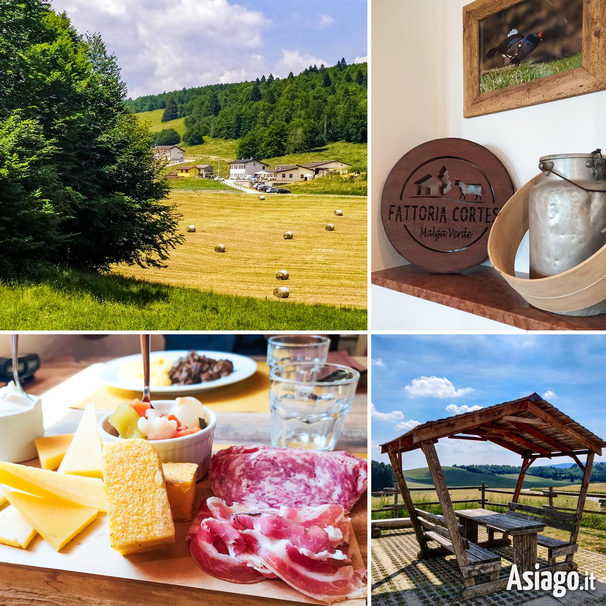 AsiagoIt's tweet photo. Di malga in #malga... non è bello scoprire l'Altopiano così? 😉
#Oggi vi portiamo a MALGA VERDE!
Qui una sosta è d'obbligo per provare i prodotti tipici della malga, tra cui il FORMAGGIO ASIAGO DOP!
#Asiagoit #asiagocheese #asiagodop #Asiago https://t.co/WsruDDwBkd https://t.co/HjRYOTDi4B