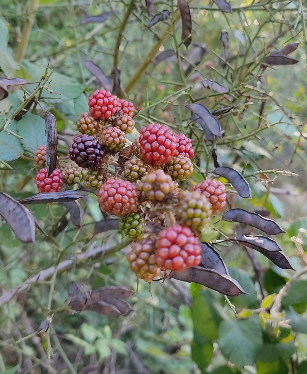 sdraperi's tweet photo. Bon jeudi a toutes et à tous il faut prendre des forces avant d'attaquer une journée bien comme il faut !
En attendant j'ai l'espoir qu'avec la petite pluie d'hier mes fruits en pleine nature en profitent un peu !!!
#motivationaction
#surmatable
#goauboulot
#goauboulot https://t.co/lifzpcGkfe