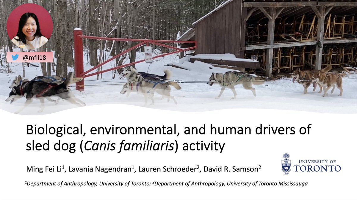 Ming Fei Li (@mfli18) on Twitter photo Very excited to present some results from our (<a href="/Lavania_N/">Lavania</a> <a href="/_lschroeder/">Lauren Schroeder</a> <a href="/Primalprimate/">David Samson</a>) sled dog study at #ABS2021! Session will take place August 5 at 6pm EST 🛷🐾 Very excited to present some results from our (<a href="/Lavania_N/">Lavania</a> <a href="/_lschroeder/">Lauren Schroeder</a> <a href="/Primalprimate/">David Samson</a>) sled dog study at #ABS2021! Session will take place August 5 at 6pm EST 🛷🐾