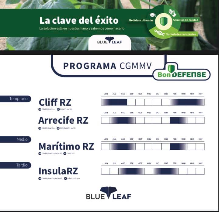 Las Claves del Éxito en 🥒 frente al #CGMMV...
1️⃣ Solarizacion, Medidas Higiénicas y Control
2️⃣ Información 
3️⃣ 🥒 Pepinos blueleaf de <a href="/rijkzwaanES/">Rijk Zwaan ES</a>