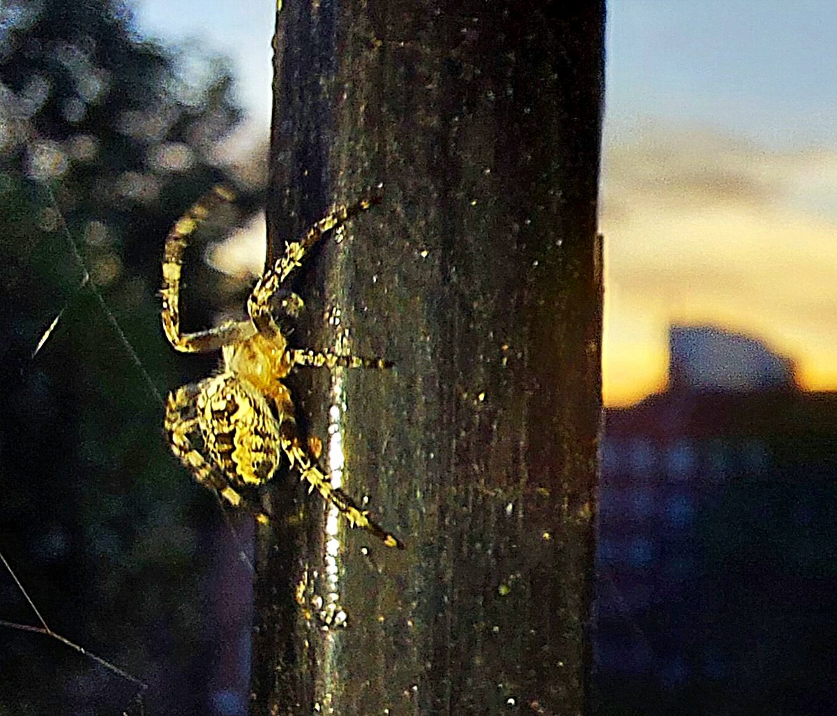 Caught me off guard as I was trying to leave so not the best pic as trying to learn macro on the phone 

#spider #NaturePhotography #localwildlife #macrophotography #toocloseforme