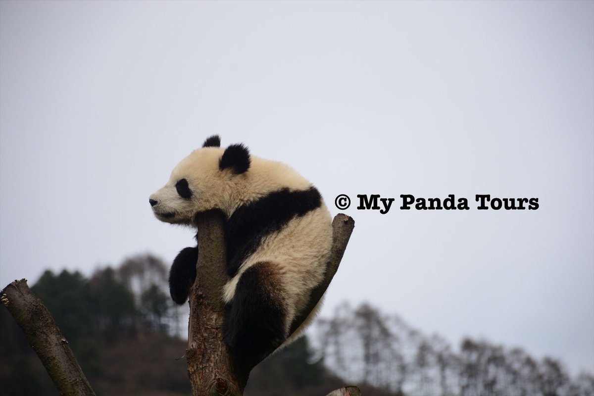 mypandatours's tweet photo. If you know how to get a panda tree please let me know, and I’d like to plant one 🌳 in my yard 🙋🏻

#pandatree #pandas #dream https://t.co/dUyvsgkKm1