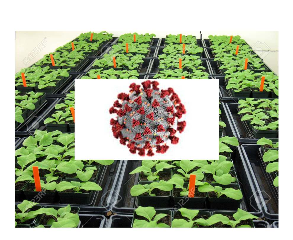 CBGP_Madrid's tweet photo. #ResearchCBGP | Industrially produced plant-made SARS-CoV-2 N protein shows its suitability for serological diagnosis of COVID-19

🇪🇸 - https://t.co/3Me3MaQSLX
🇬🇧 - https://t.co/sEM4eE9LoT

#somosUPM https://t.co/l309jtwpys