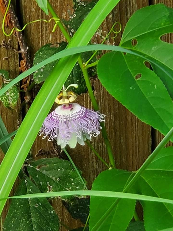 augie_98's tweet photo. Look at this weird flower I grew https://t.co/qg9eElsdD6