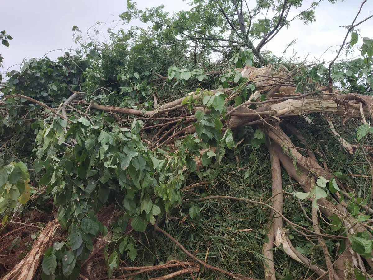 astitvam's tweet photo. Heart breaking! Government of Karnataka bulldozing the trees that we planted five years ago with the help of Jain Muni Kulabhushan ji maharaj. He looked after these plants as his own children. 
Sad. Very sad! 😞

Congrats 
@BSBommai @siddusavadi_bjp https://t.co/KTkNjOgYNv