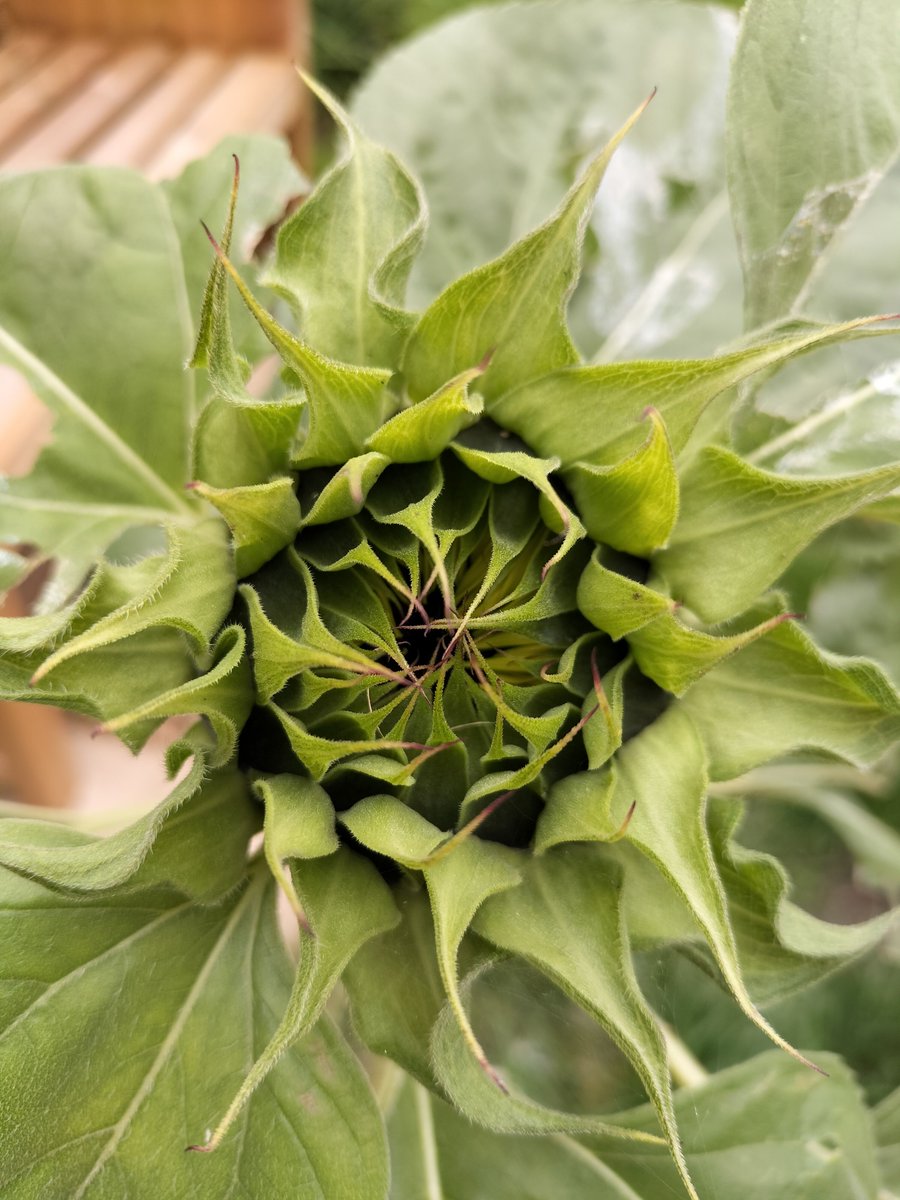 Sometimes we are not ready to open up. 
And that is perfectly ok. Perhaps it is where you are meant to be right now.

#growslow #latebloomer #actualisingtendency #openingup