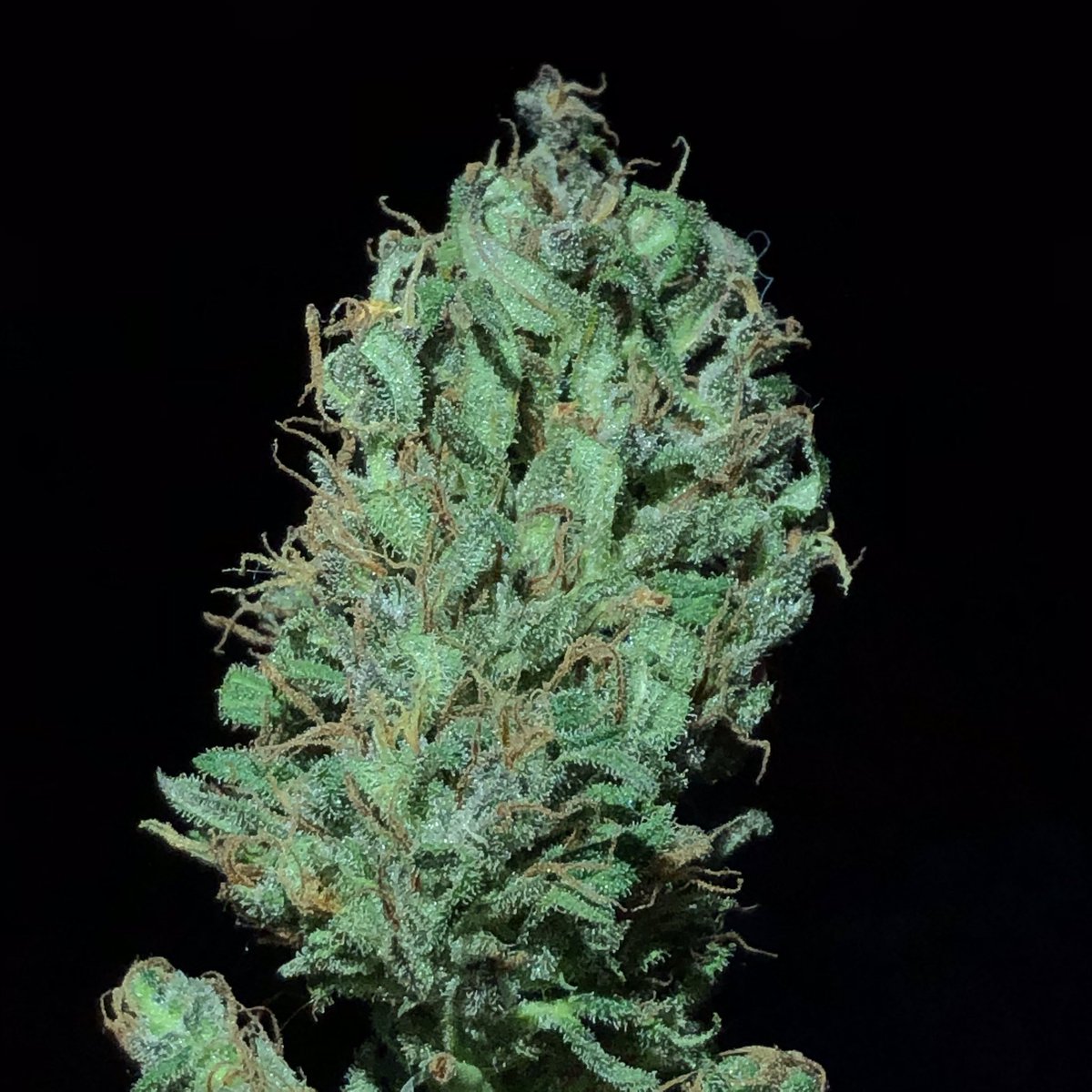 Maconhista_Th's tweet photo. Viva a minha primeira colheita 🌱💖
.
.
#maconha #legalize #plantation #weed #CannabisCommunity #cannabisculture #WeedLovers #LegalizeBR https://t.co/2hffcEia66