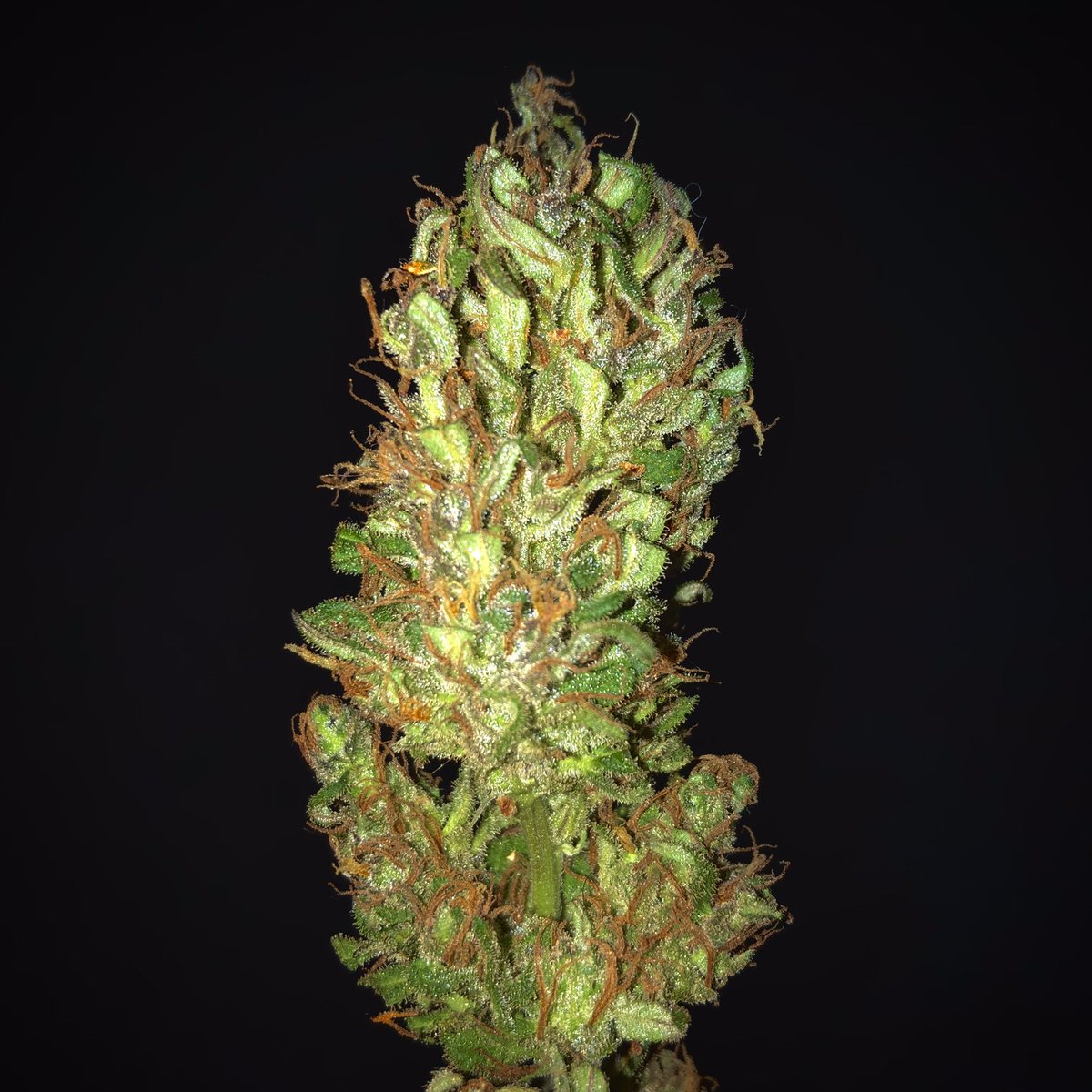 Maconhista_Th's tweet photo. Viva a minha primeira colheita 🌱💖
.
.
#maconha #legalize #plantation #weed #CannabisCommunity #cannabisculture #WeedLovers #LegalizeBR https://t.co/2hffcEia66