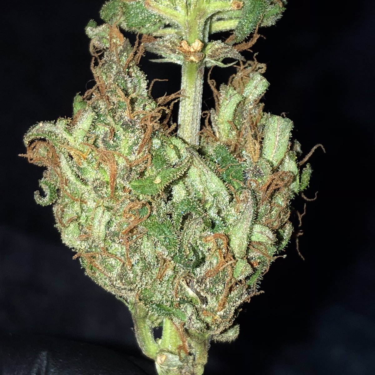 Maconhista_Th's tweet photo. Viva a minha primeira colheita 🌱💖
.
.
#maconha #legalize #plantation #weed #CannabisCommunity #cannabisculture #WeedLovers #LegalizeBR https://t.co/2hffcEia66