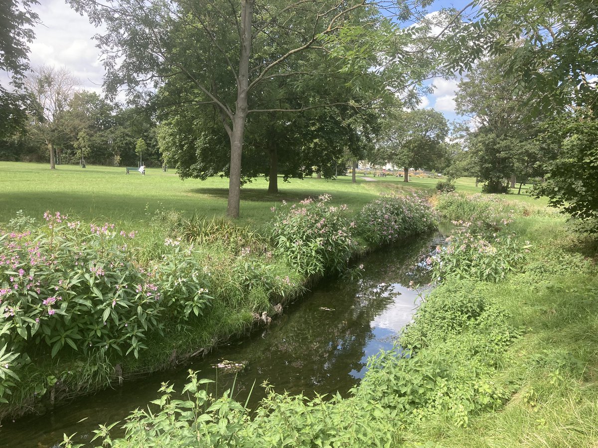 DavidDeacon13's tweet photo. @BarnetCouncil Silkstream Park looking lovely and great to see it being enjoyed by so many people. Noticed however that invasive Himalayan Balsam has established on the banks and needs urgent attention. https://t.co/ti7D0kordH