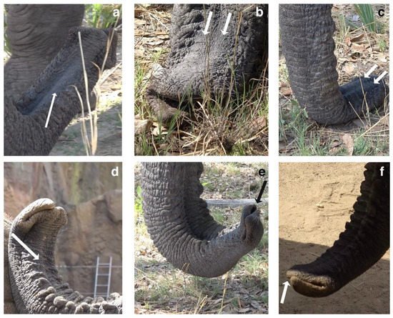 Biology_MDPI's tweet photo. Vocal Creativity in Elephant Sound Production https://t.co/sIzOgjQsNv ##mdpibiology via @Biology_MDPI @univienna
🐘🐘🐘
#African_elephants #vocal_learning #sound_production #idiosyncratic_sounds #vocal_communication https://t.co/wcGXN4aReW