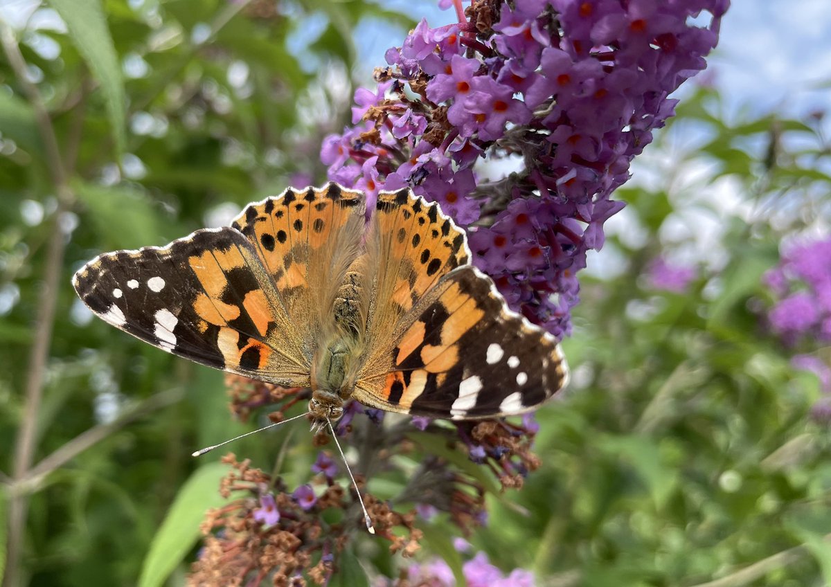 JeanvdElsen's tweet photo. Why are these migrants being allowed to move freely around Europe for generations without having to adhere to any corona or brexit travel restrictions?? Plus, they don’t contribute anything to our carbon footprint!! I’m sooo jealous of this Painted Lady https://t.co/2TCR6V6poM