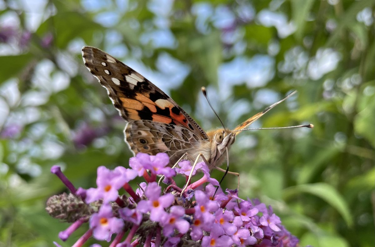 JeanvdElsen's tweet photo. Why are these migrants being allowed to move freely around Europe for generations without having to adhere to any corona or brexit travel restrictions?? Plus, they don’t contribute anything to our carbon footprint!! I’m sooo jealous of this Painted Lady https://t.co/2TCR6V6poM