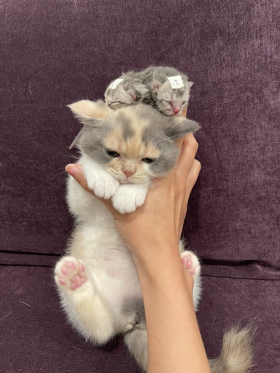 aahrahr's tweet photo. แม่สอนว่าเป็นพี่น้องกันต้องรักกัน https://t.co/2NannL9KDD