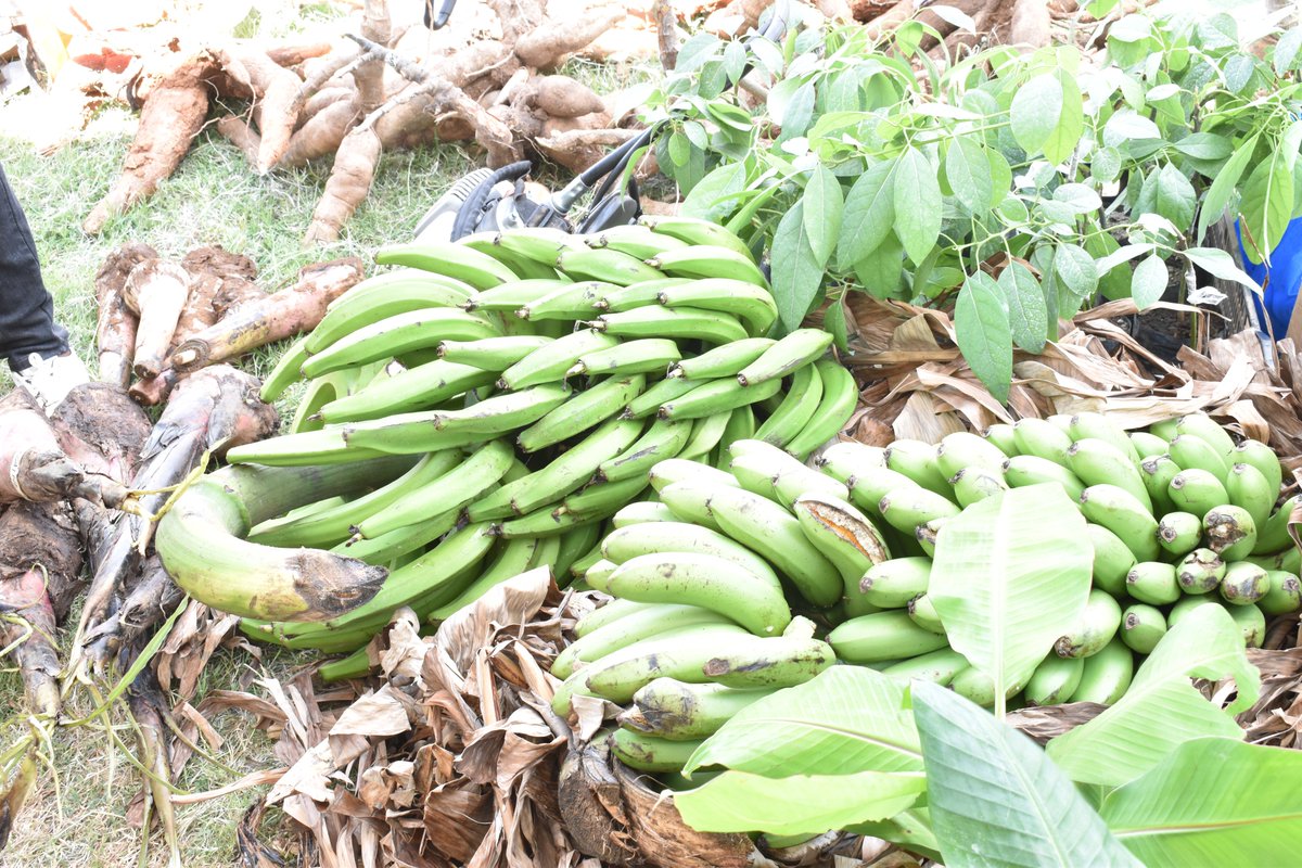 Mbegu bora ya migomba wasiliana na DR Kasuga 0787023251