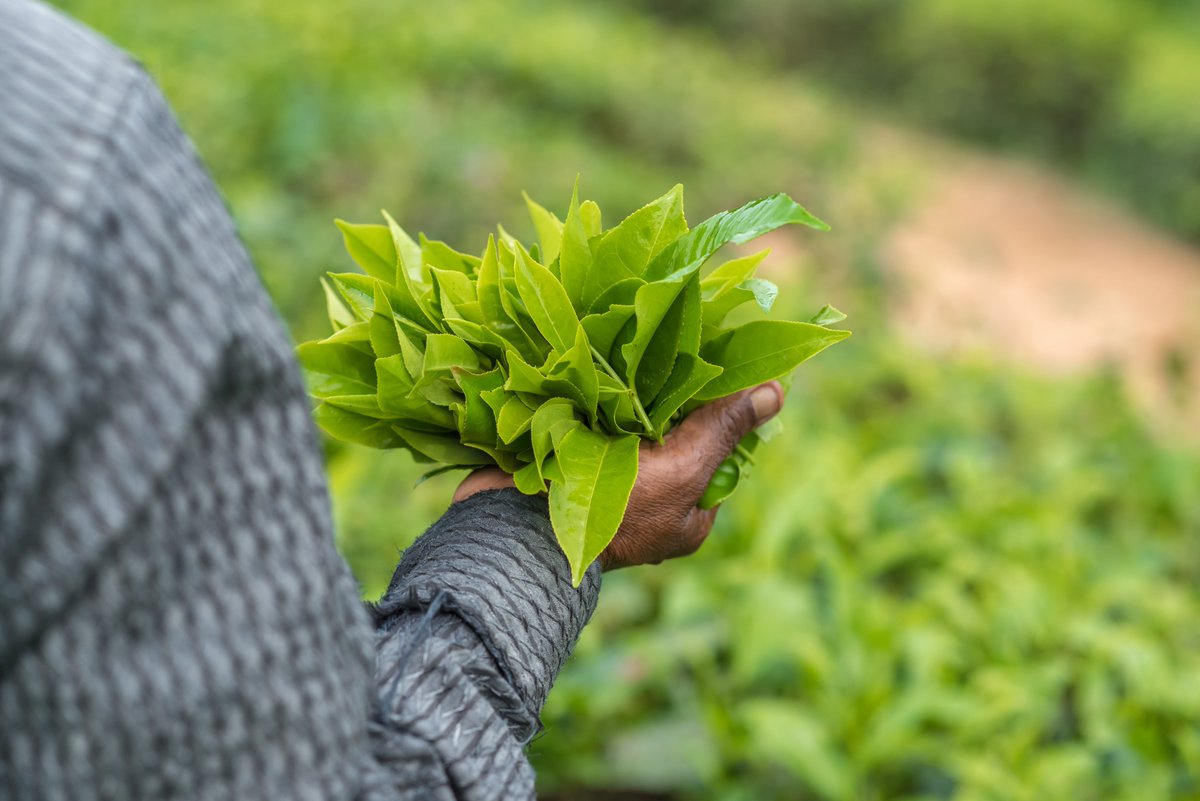 Our Syngenta Foundation for Sustainable Agriculture will continue to provide smallholders with the tools they need to help them cope with the challenges of climate change and help them to benefit from thriving markets.   

#syngenta #syngentasa #sustainability #SyngentaFoundation