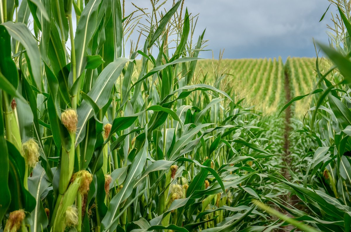 Our Touchdown Forte herbicide is a valuable tool in the hands of a maize producer. Control annual and perennial grasses, broadleaf weeds and woody perennials.  

To learn more, follow the link in our bio.

#syngenta #syngentasa #agriculture #sustainability #farming #future