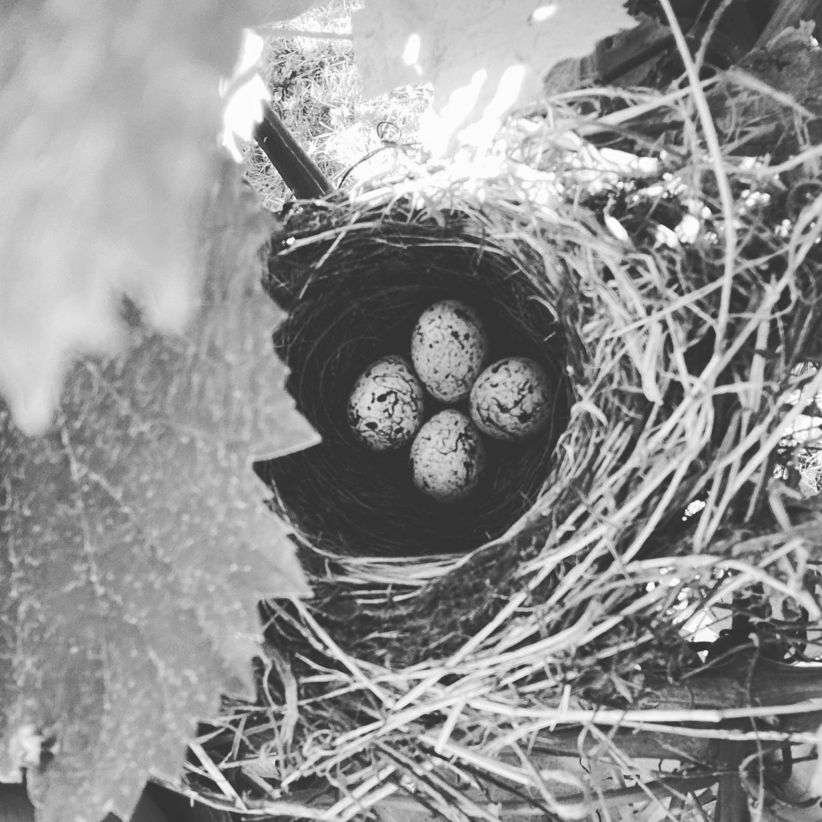 Nos encanta esta foto…..todos tenemos sitio en nuestro viñedo….disfrutar del final de semana 😜……#nicetomeetyoucastrobrey 😜😻😻😻... . ..ワイン #wino #вино #winemaker #lovewine #winelover #subzonadelrioulla #albariño #riasbaixas  #galiciacalidade #vinoblanco #whitewine