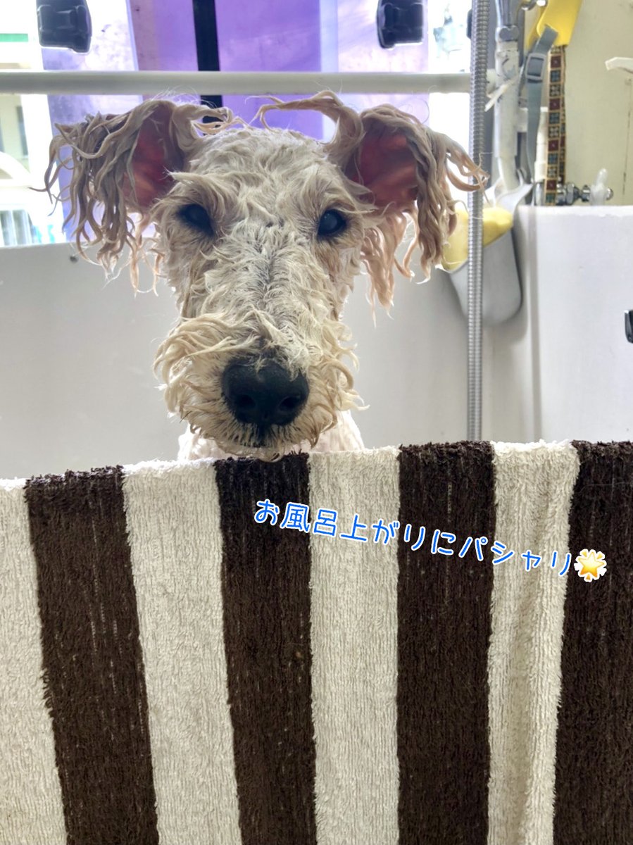 Honda Cars 沖縄 Okinawa Honda Twitter