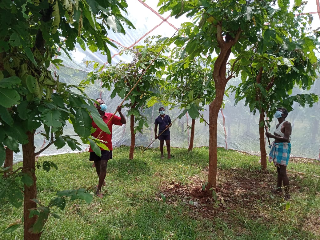 BTSSOBilaspur's tweet photo. Tasar Silkworm Chawki Rearing being carried under Nylon net.
#Nylonnet #Innovations #TasarSilkorm #ChawkiRearing
@csbmot @rajit123 https://t.co/KnDE70p6Io