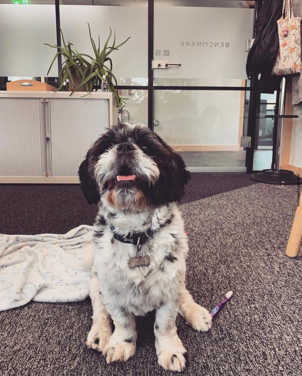 Benchmark Recruit (@benchmarkrec) on Twitter photo Today is work like a dog day, and as it is Thursday we’re throwing it back to our old pal Otis coming in to <a href="/wizuworkspace/">Wizu Workspace</a>. Hopefully he will be back in soon tail a’ wagging! Have a great Thursday! 🐶💕
#throwbackthursday #worklikeadog #officedog #sheffieldissuper Today is work like a dog day, and as it is Thursday we’re throwing it back to our old pal Otis coming in to <a href="/wizuworkspace/">Wizu Workspace</a>. Hopefully he will be back in soon tail a’ wagging! Have a great Thursday! 🐶💕
#throwbackthursday #worklikeadog #officedog #sheffieldissuper