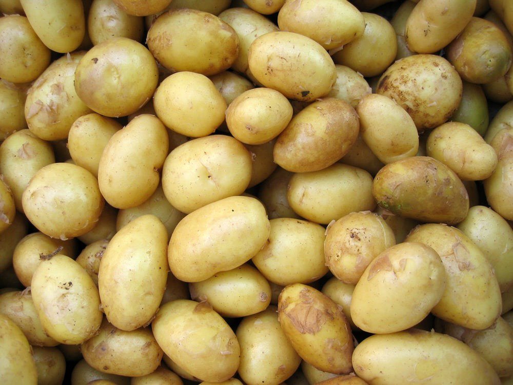 #ThrowbackThursday 🥔