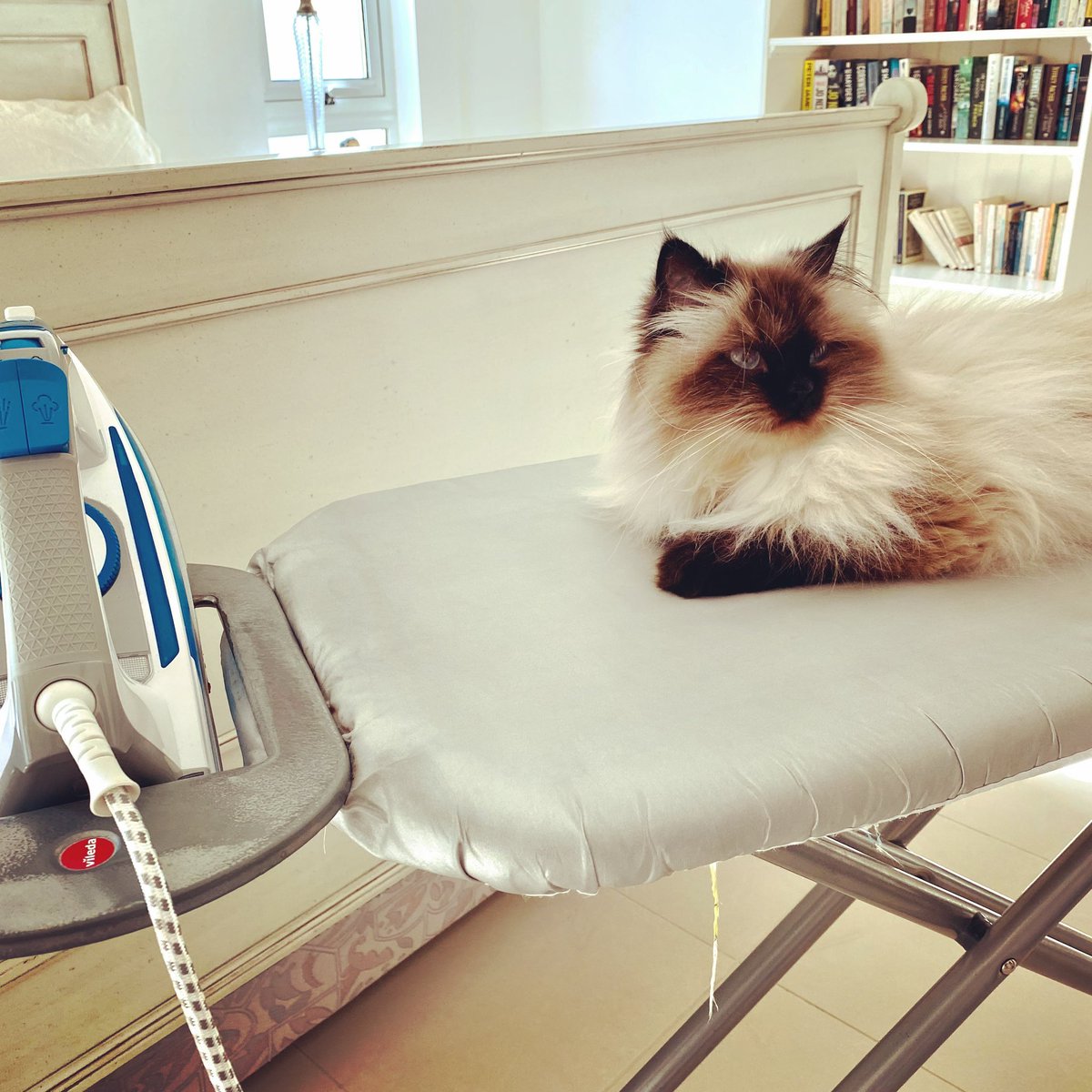 PoppyTheAdopted's tweet photo. Definitely not the time to be ironing..

#ironingservice #getoutofyourcomfortzone #catsofinstagram #thursdaythoughts https://t.co/J8PWxBm94B