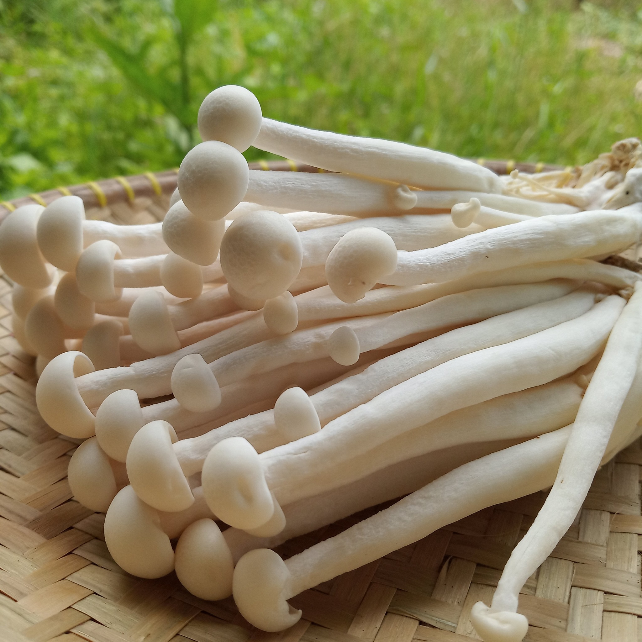 Herbs Encyclopedia Enoki Mushrooms Flammulina Veluptipes Also Known As Enokitake Mushrooms Or Even Enokidake Mushrooms Are Actually A Long Amp Thin Type Of Mushroom With Small Caps On One End
