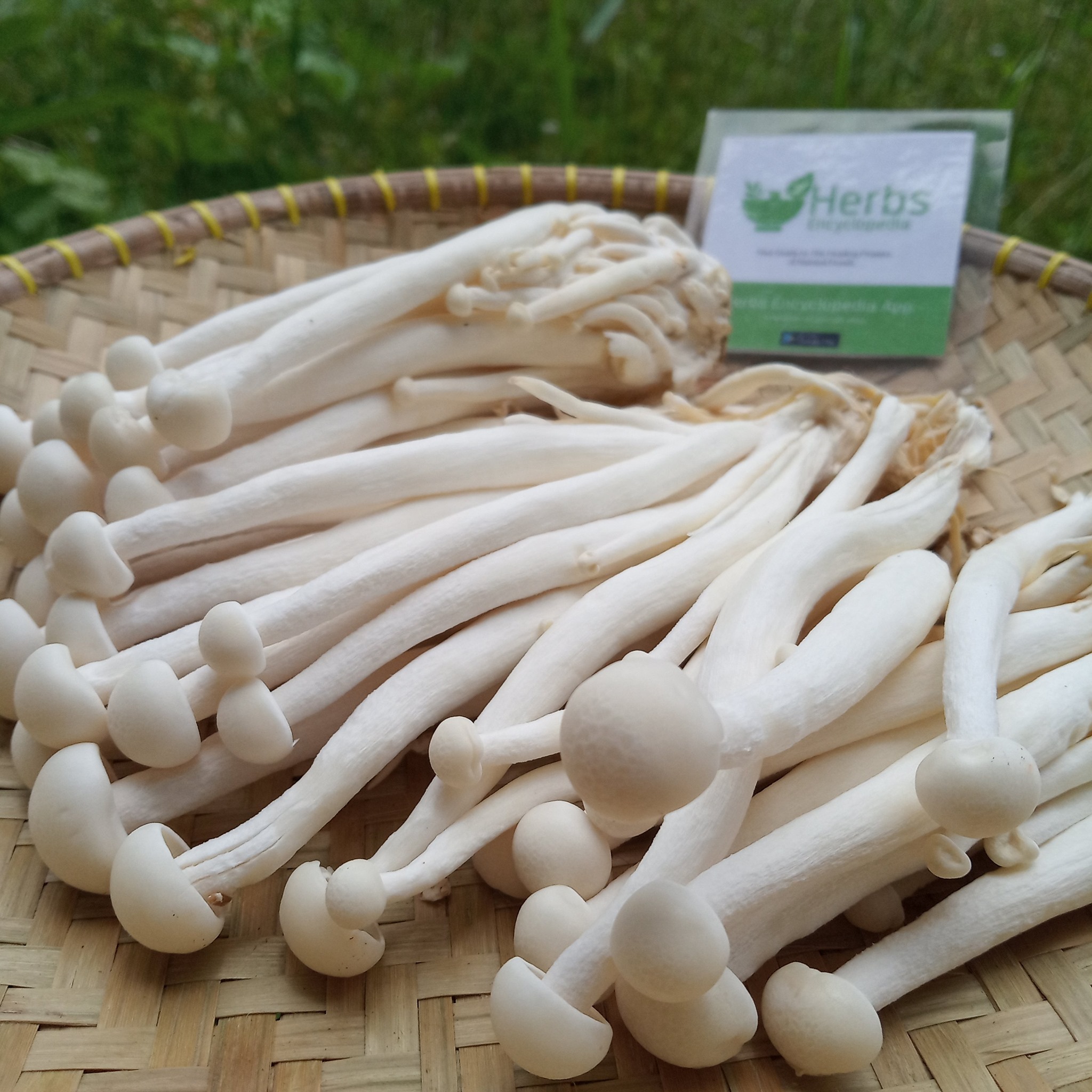 Herbs Encyclopedia Enoki Mushrooms Flammulina Veluptipes Also Known As Enokitake Mushrooms Or Even Enokidake Mushrooms Are Actually A Long Amp Thin Type Of Mushroom With Small Caps On One End Herbs Encyclopedia Enoki Mushrooms Flammulina Veluptipes Also Known As Enokitake Mushrooms Or Even Enokidake Mushrooms Are Actually A Long Amp Thin Type Of Mushroom With Small Caps On One End