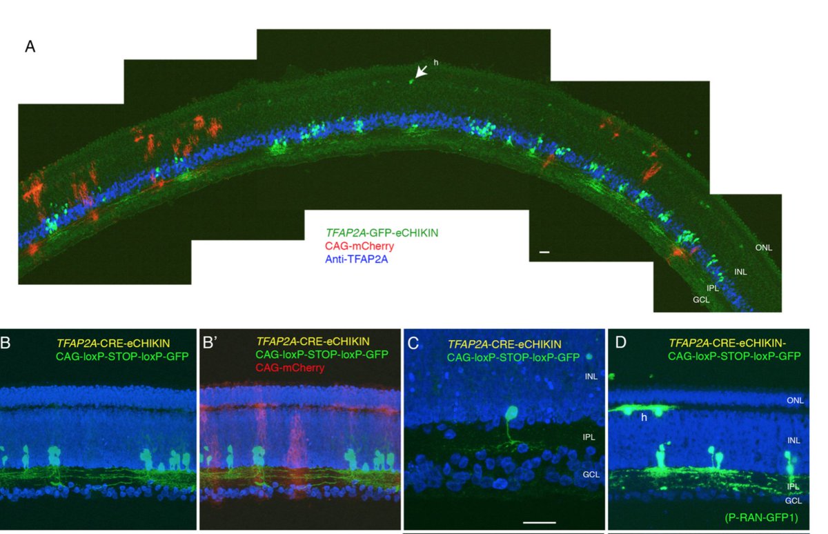 eCHIKIN 
electroporation- and CRISPR-mediated Homology-Instructed Knock-IN
bio-protocol.org/e4105#.YQuZp8I…