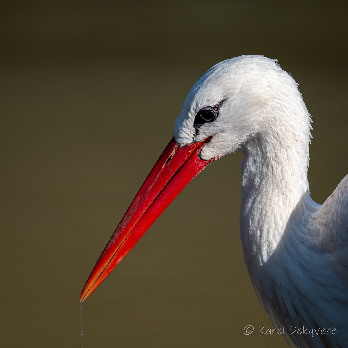 DekyvereKarel's tweet photo. Project 10.000, Day 995: The biggest risk is not taking the risk

White stork –  Ciconia ciconia

#mijnnatuurpunt #natuurpunt #naarbuiten #wildlifephotography #biodiversity #naturephotographer #natuurfotografie #Hiking #wandelen #natuurgebied #root5 #biodiversiteit https://t.co/hO9YJCZiph