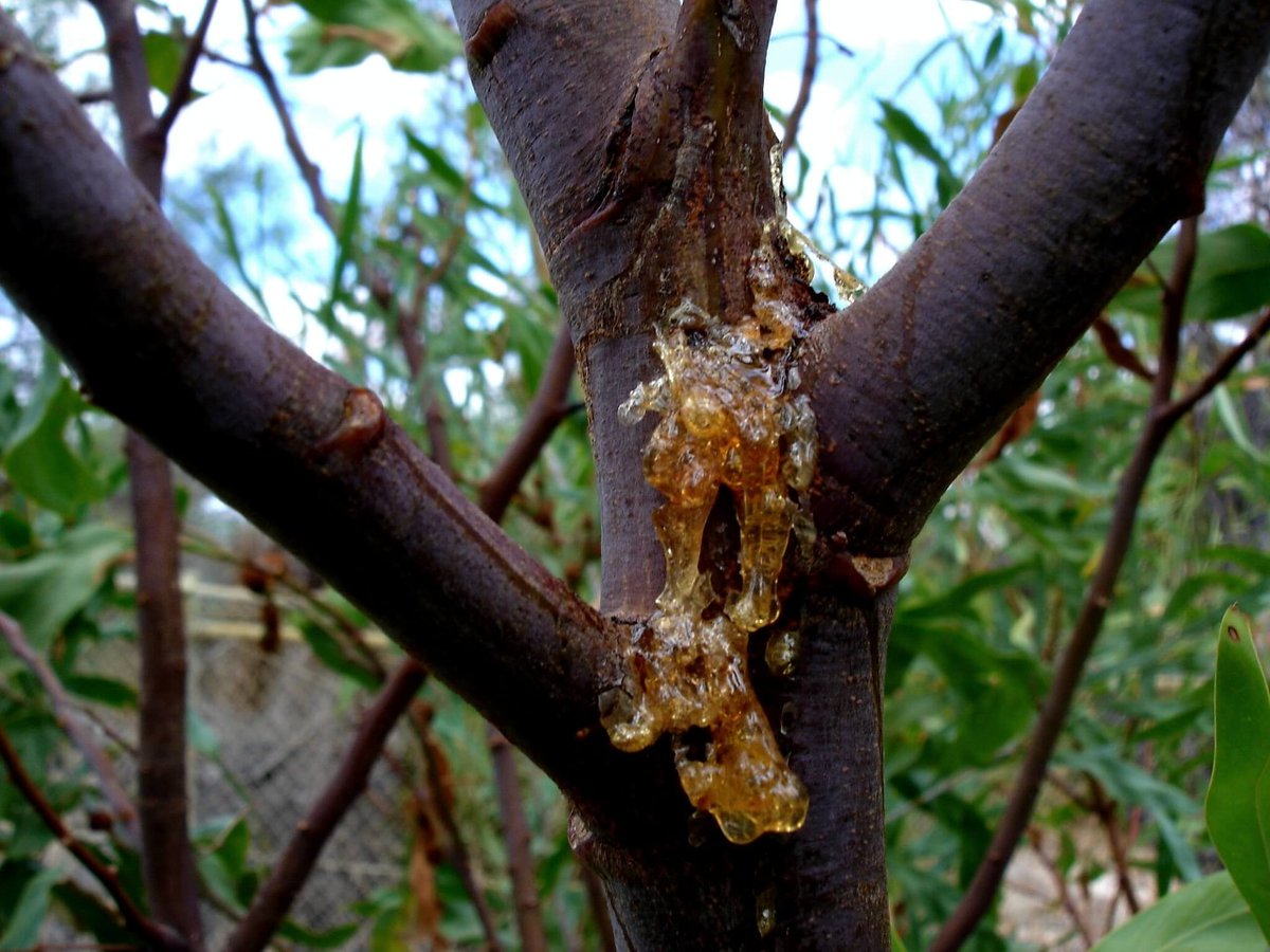 KCV_Kenya's tweet photo. Investing in gum production 🌳

Our client, Hornafrik Gums Limited, is a company involved in collection and aggregation of gums and resins in Northern Kenya. Thread (1/2) 👇

#SustainingForests #ImpactInvesting #SmallBusinesses https://t.co/e6QskH7U5q