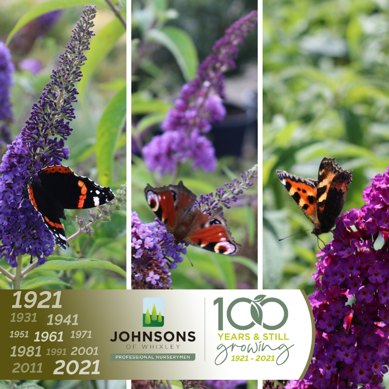 JohnsonsPlants's tweet photo. Great to see our Buddleia plants full of butterflies during the last week of #TheBigButterflyCount. Yesterday we saw Red Admiral butterflies, Peacock butterflies and the Small Tortoiseshell butterfly 🦋🦋

@savebutterflies
 @ukbutterflies

#Butterflies #Butterfly https://t.co/RqSvr4qszT