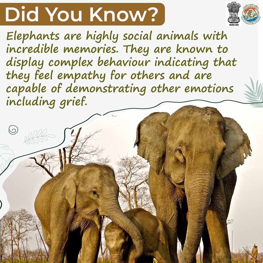 moefcc's tweet photo. #WorldElephantDay is a week away!

#DidYouKnow, elephants have incredible memories, they are capable of complex thought and deep feeling. Stay tuned to know such unknown facts about elephants. #SaveElephantstoSaveEcosystem https://t.co/qf9GEtnTic