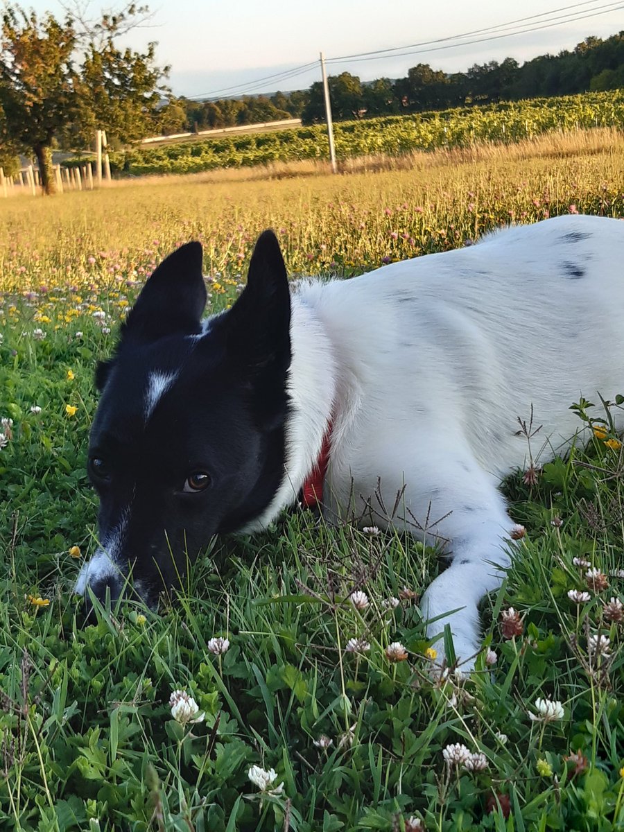 DidiCelki's tweet photo. Entendu ce #jour au sujet de #Bounty alias le #cheun ( #chien en #patoischarentais )
Il "musse" (comprenez: il a toujours la truffe au sol, il renifle sans cesse).
Il n'y a pas d'âge pour apprendre 😅
#langage #francais #France #LanguageLearning https://t.co/rGJf2vUNWq