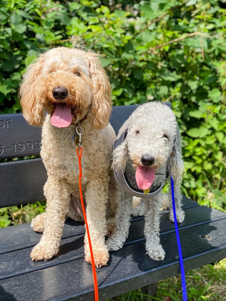 Sometimes dogs want to use benches too!

#dogsoftwitter 

📸 Dog Walks London