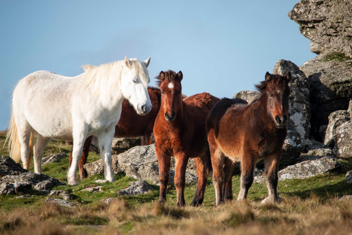 If visiting #Dartmoor, please be aware that there is currently a nasty strain of strangles affecting ponies on the moor

Please don’t touch or feed them as this can spread the infection from pony to pony. Read the latest advice ➡️ bit.ly/2VhDvNT