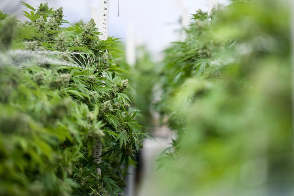 Fotmer Life Sciences da trabajo hasta 300 personas por año entre sus dos instalaciones en Colonia Nicolich y Nueva Helvecia. Es la principal exportadora en el mundo de #cannabis medicinal con alto contenido de THC y, ¡es uruguaya! Gracias por recibirme y mostrarme su trabajo.