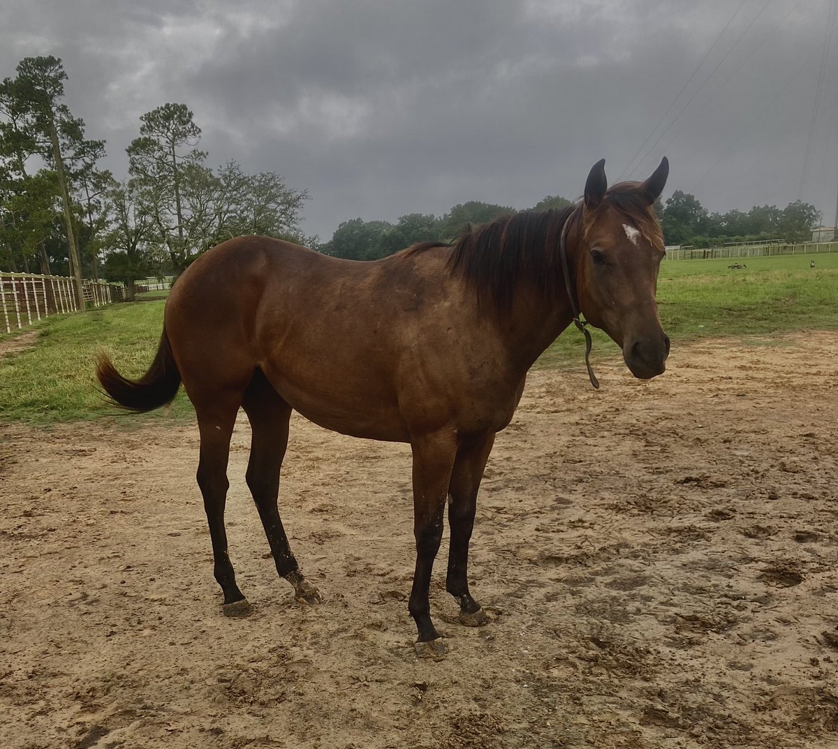 GrudzienRylee's tweet photo. The yearlings seem to be enjoying life at Clear Creek Stud. #CustomforCarlos #ClearlyNow https://t.co/T9e3amy9k4