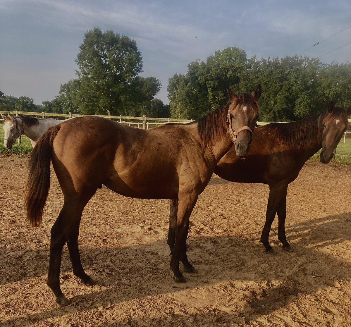 GrudzienRylee's tweet photo. The yearlings seem to be enjoying life at Clear Creek Stud. #CustomforCarlos #ClearlyNow https://t.co/T9e3amy9k4