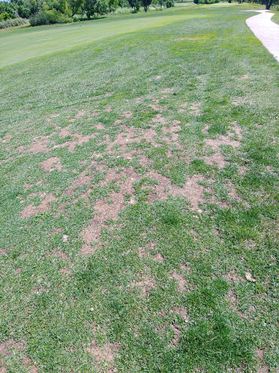 sodfather6's tweet photo. #wondersoil growing #kentuckybluegrass #ryegrass in those areas that hasn't grown turf in years. #customcoco #wormcasting #mycorrhizae #kelp #humates. We can create the nutrients package to fit your nerds #customcoco #sustainability #waterretention https://t.co/8JTOxWidQE