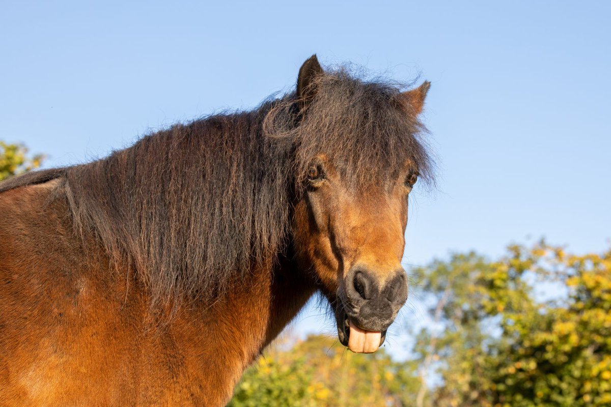 Dartmoor ponies hit with new strain of deadly disease - <a href="/dartmoorponyht/">dartmoorponyheritage</a>  c-js.uk/2Vpvq9O